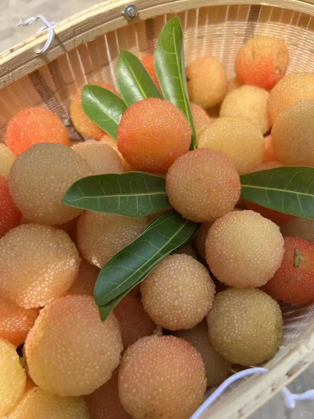 Olbrzymia jagoda laurowa:Wielkość piłeczki do ping-ponga, ⭐Smak połączenia truskawek i wiśni