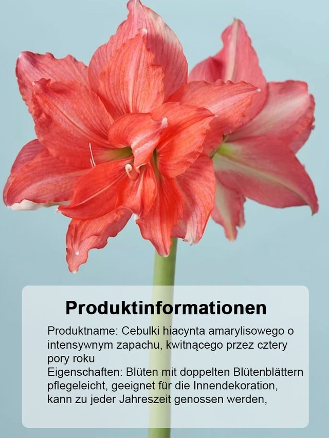 Silnie pachnące, całoroczne, kwitnące cebule amarylisów