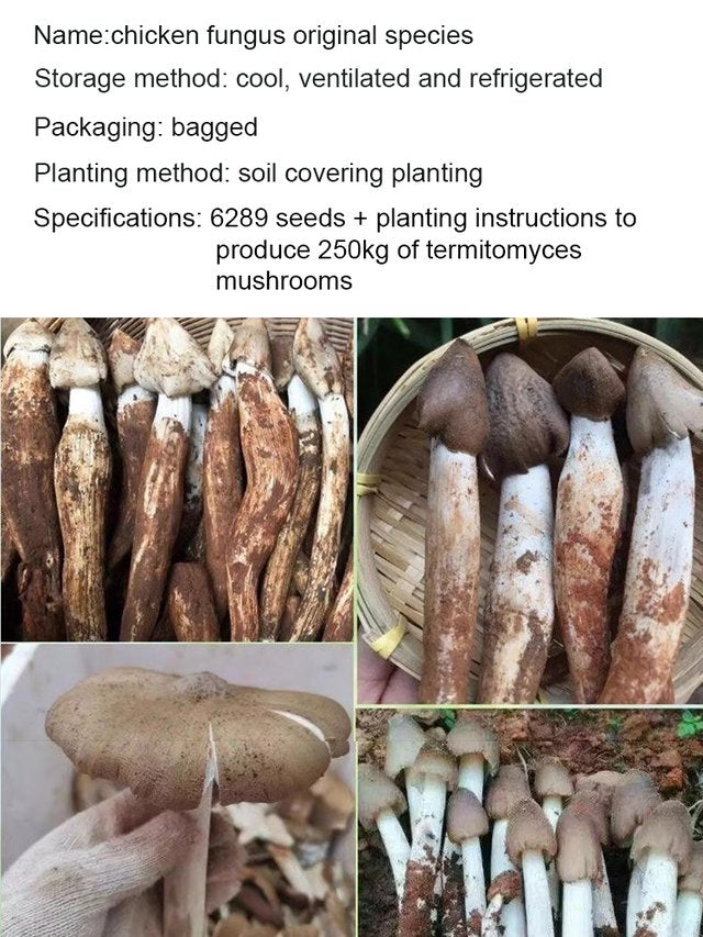 Autentyczna odmiana grzyba „Jizong”