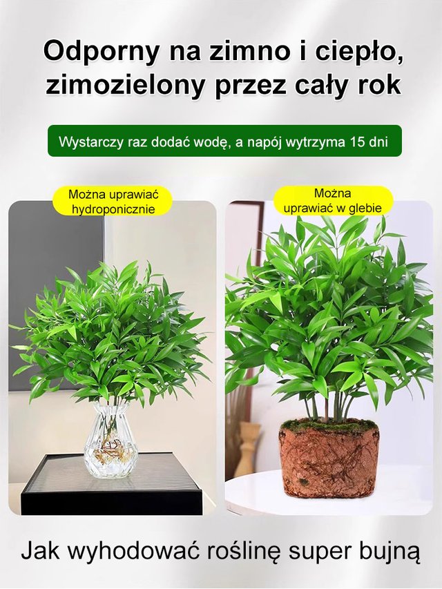 【Wystarczy woda, by żyć】Odstraszanie komarów | Oczyszczanie powietrza | Nasiona bambusa i cyprysu