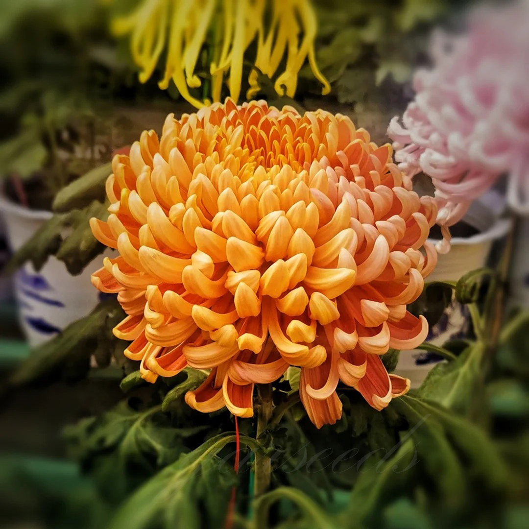 🌺Kwiat Elegancji🌼Gigantyczne Nasiona Chryzantemy