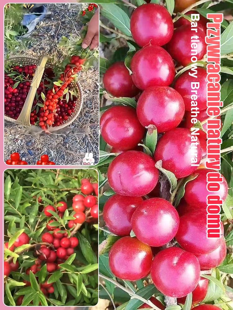 【Wysoka produkcja wapnia】Mrozoodporne północne drzewo owocowe o wysokiej zawartości wapnia - nasiona