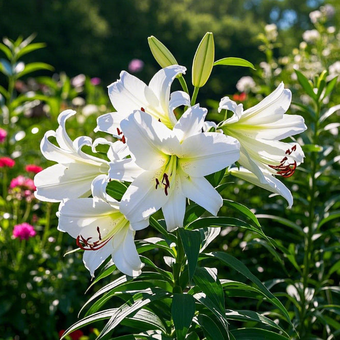 🌺Rzadkie cebule lilii — świeże i słodkie