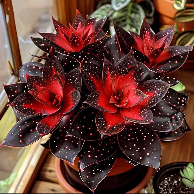 🌟Nocnoniebieska Hosta – wspaniały dodatek do Twojego domu! 🌟