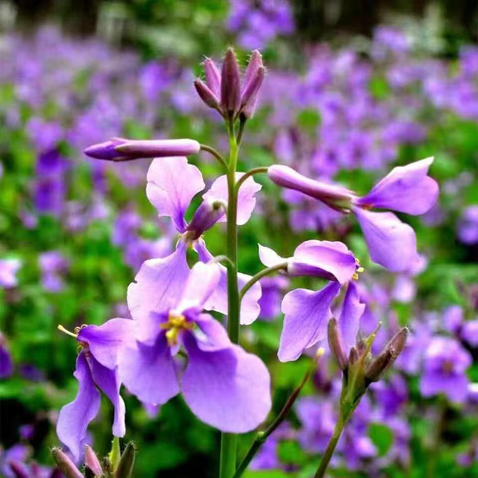 💜Nasiona storczyków lutowych | Morze „Infinity Purple”