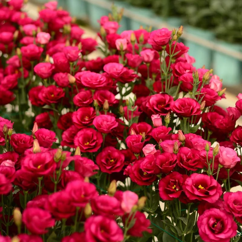 🔥Ostatni dzień wyprzedaży💝Eustoma Thornless Rose💐Lisianthus Seeds