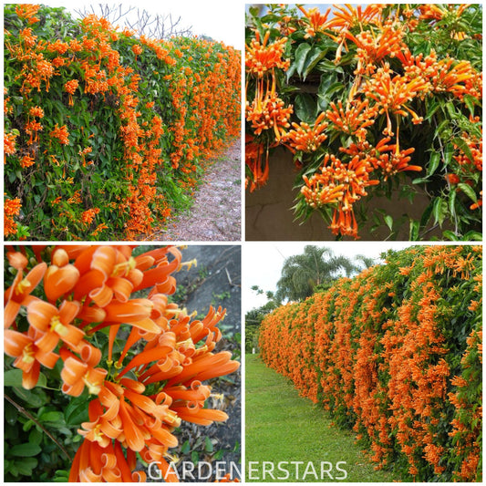 Nasiona kwiatów petardy