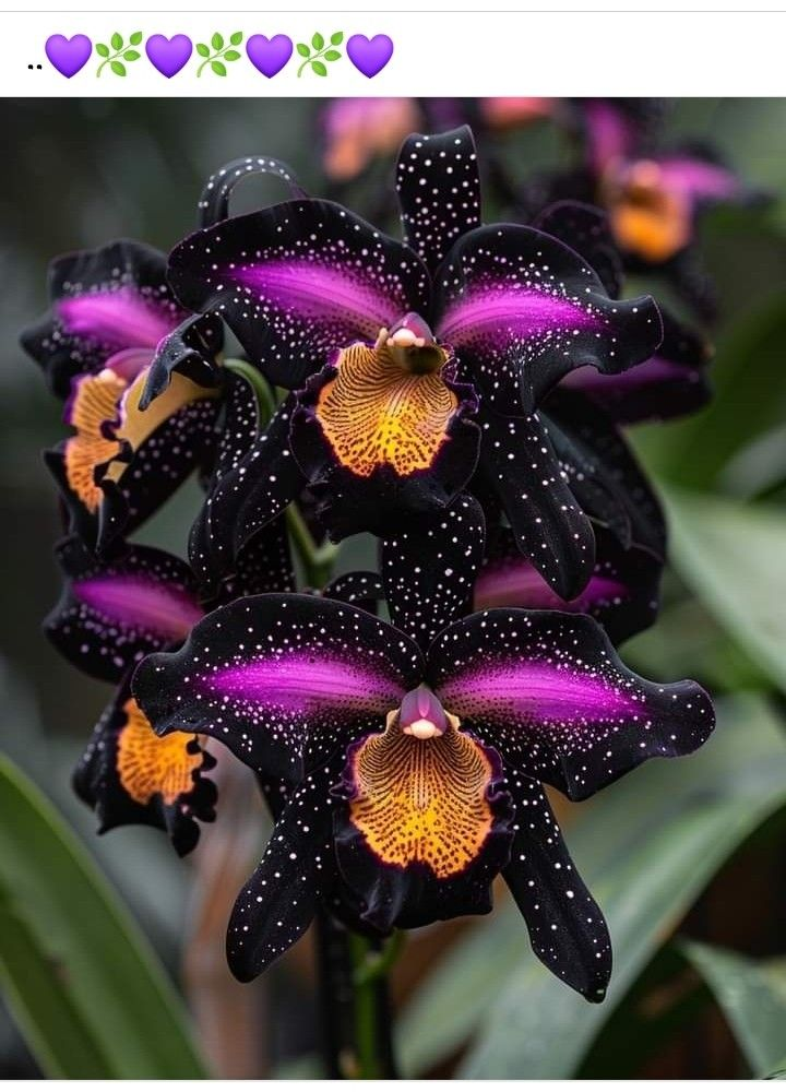 Nasiona motyla irysa