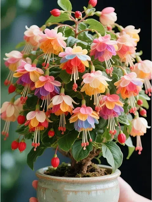 🌺Nasiona fuksji - Kwiat latarniowy