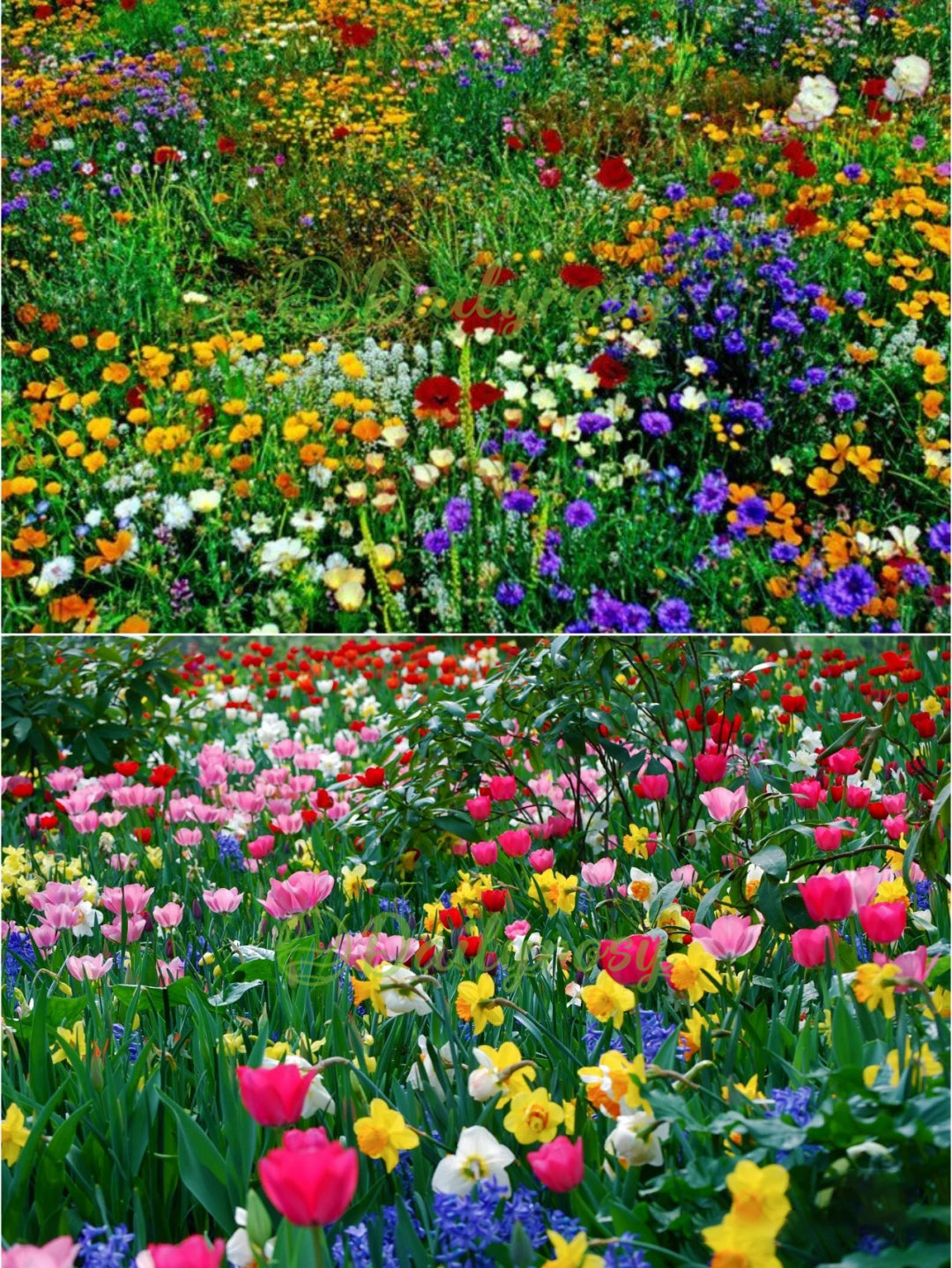 🔥Ostatni dzień wyprzedaży💐Mieszane nasiona kwiatów bylinowych - ponad 60 rodzajów mieszanych