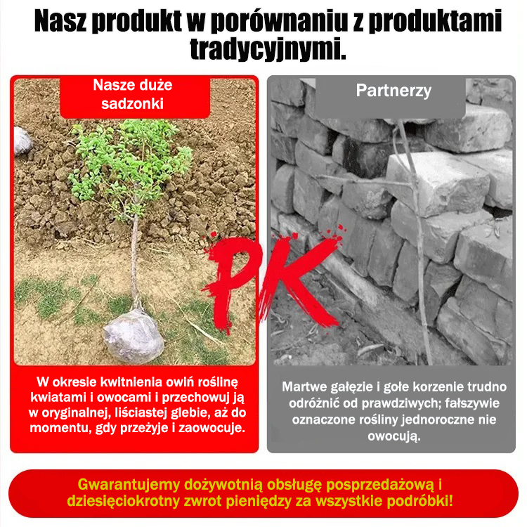 Amerykańskie importowane sadzonki orzecha pekan