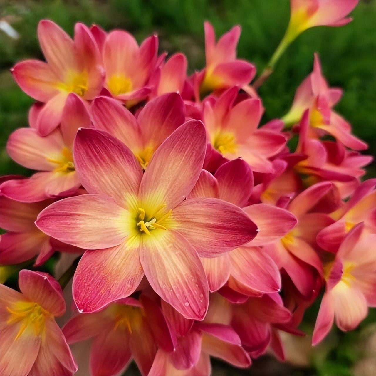 Cebule orchidei deszczowej – kwitną po kolejnym deszczu