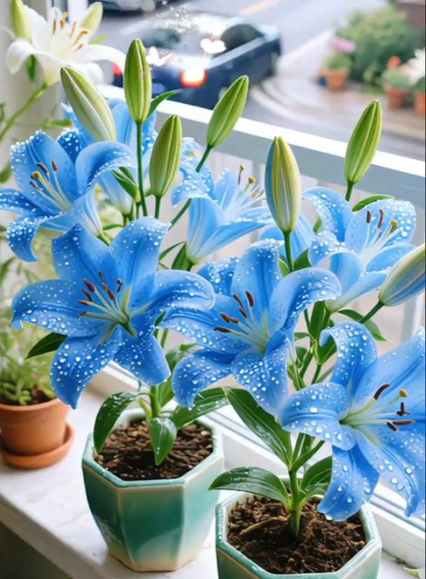 🌺Perfumowane cebulki lilii – świeże i słodkie