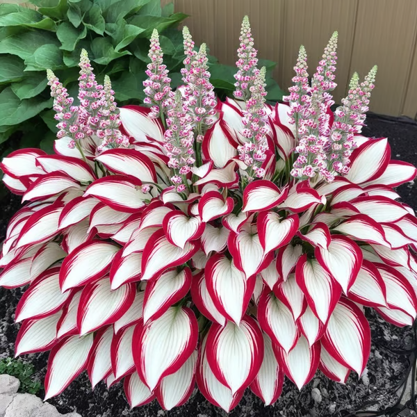 🔥Ostatni dzień wyprzedaży🔥Nasiona rzadkiej funkii premium🌿Roślina odporna na cień