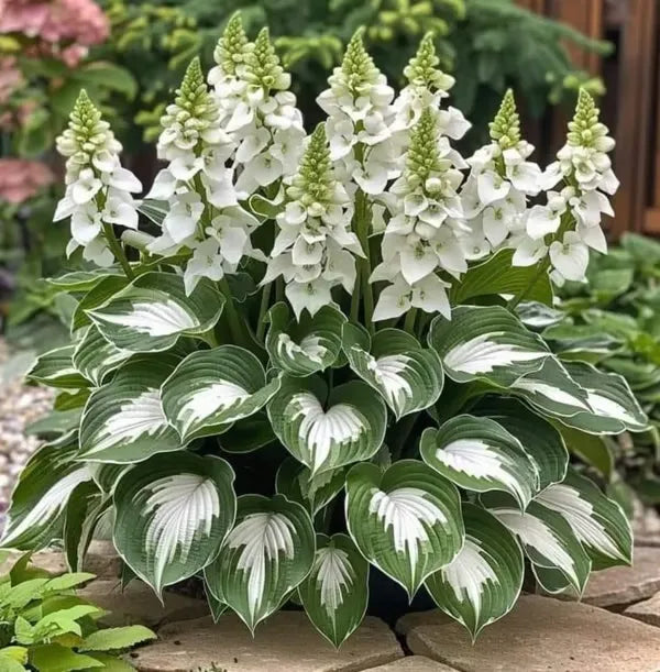🔥🔥Ostatni dzień wyprzedaży🔥Nasiona rzadkiej funkii premium🌿Roślina odporna na cień