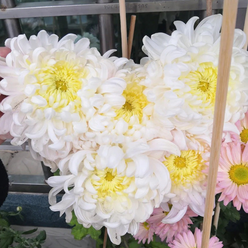🌺Kwiat Elegancji🌼Gigantyczne Nasiona Chryzantemy