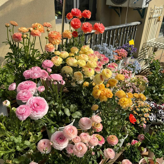Cebulki kwiatów jaskra – delikatne, eleganckie, niezapomniane 🌸