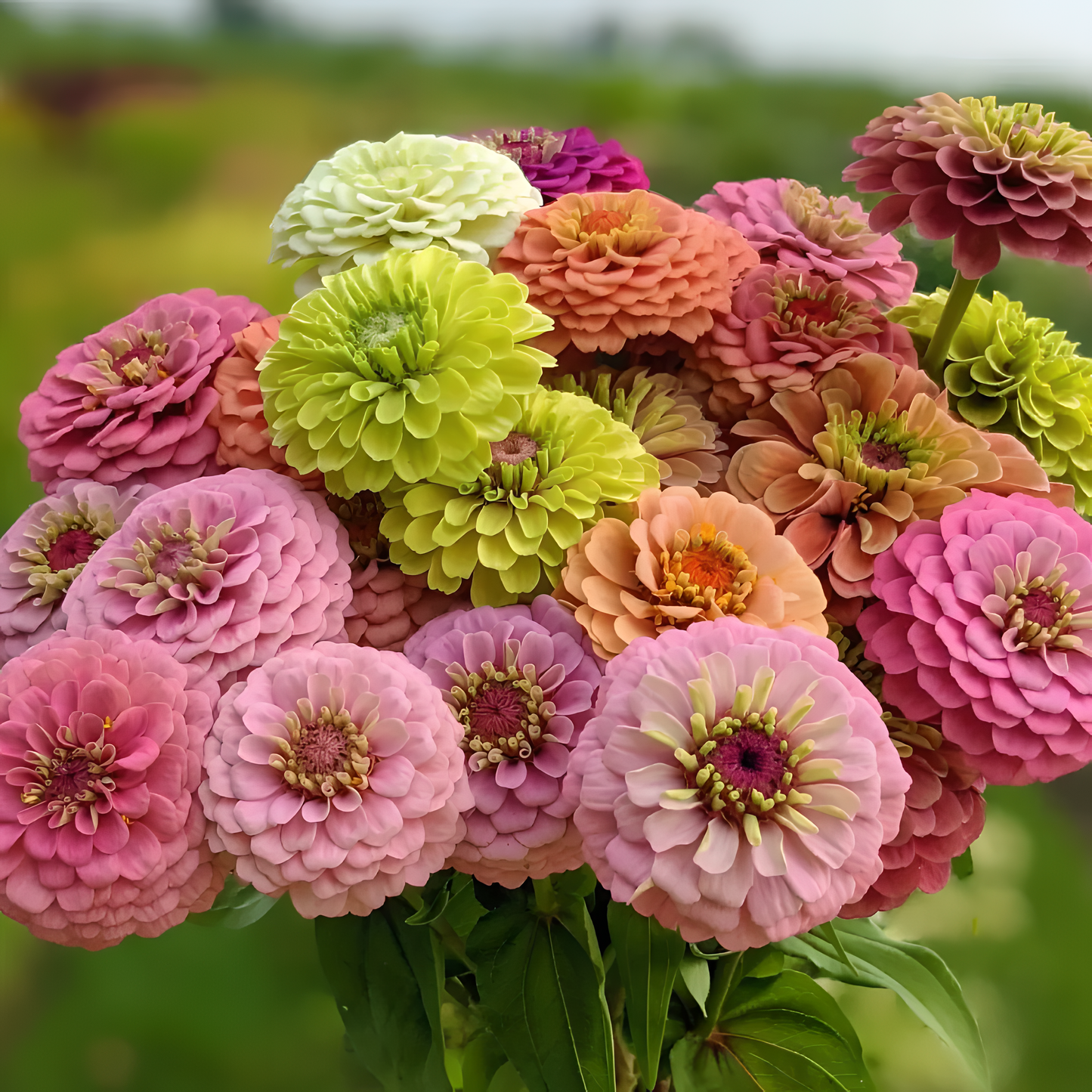 🌺Nasiona podwójnej cyni w mieszanych kolorach