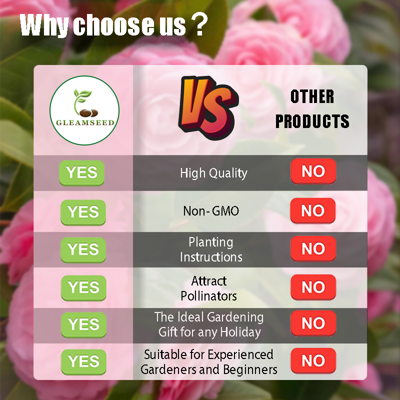 ✨Nasiona kwiatów kamelii – 8 romantycznych kolorów, piękno kwitnącego zimą