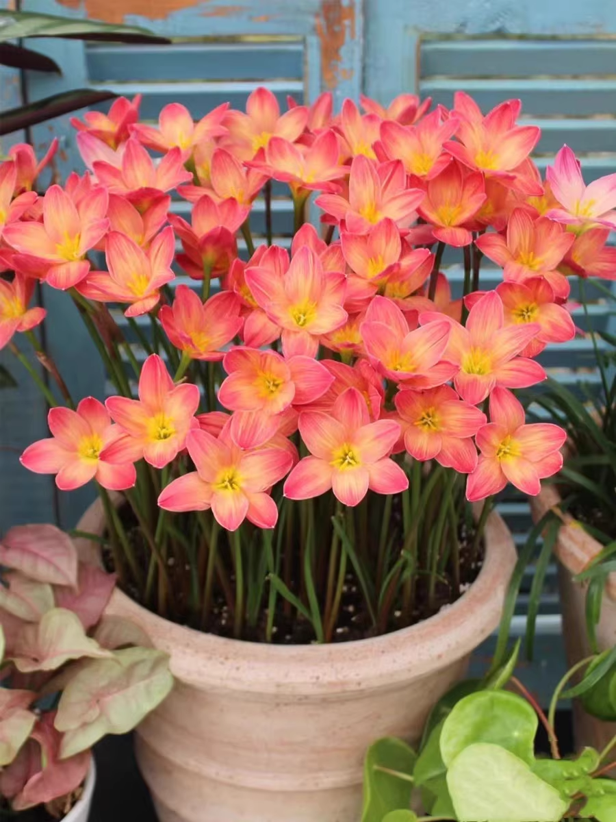 Cebule orchidei deszczowej – kwitną po kolejnym deszczu