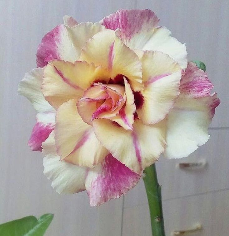 🔥Wyhoduj Królową Pustyni – teraz w obniżonej cenie!🎁 😍Uwielbia kwitnąć, długi okres kwitnienia 🌵 Róża Pustyni