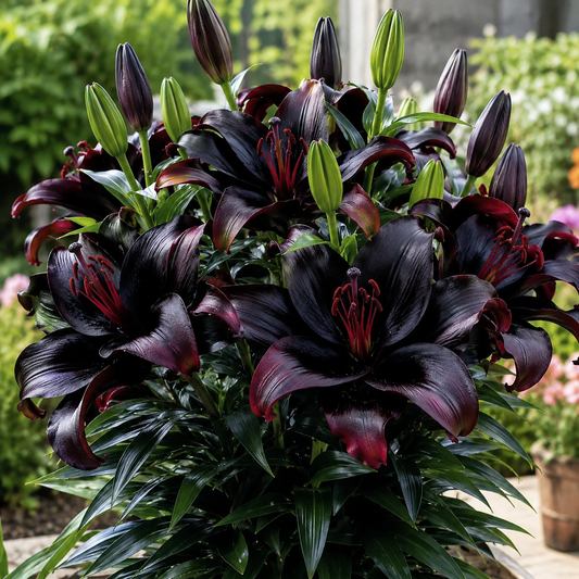 Czarna Magia Lilia🌺Perfumowane Cebulki Lilii – Świeże i Słodkie