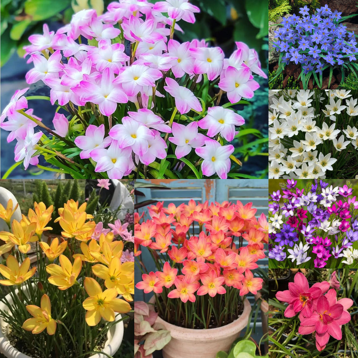 Cebule orchidei deszczowej – kwitną po kolejnym deszczu