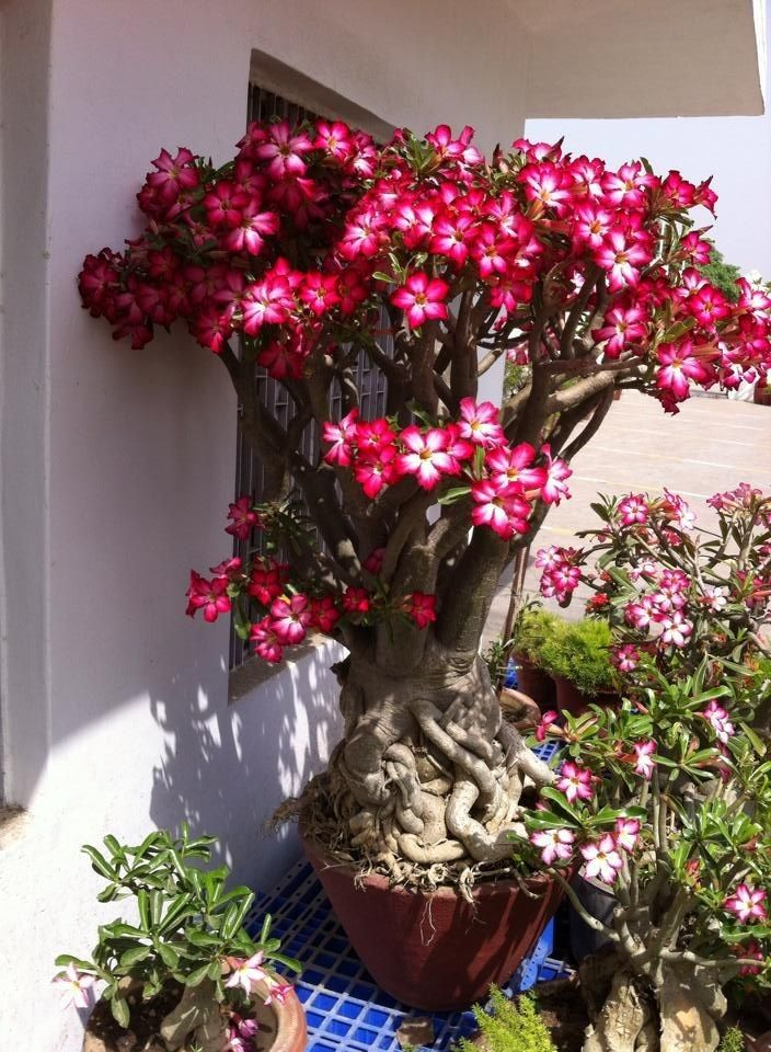 🔥Wyhoduj Królową Pustyni – teraz w obniżonej cenie!🎁 😍Uwielbia kwitnąć, długi okres kwitnienia 🌵 Róża Pustyni