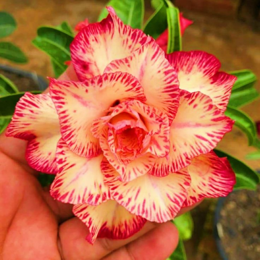 🎁Cebule róży pustynnej🌵Bardzo łatwa pielęgnacja! 🌸Cebule Adenium Obesum