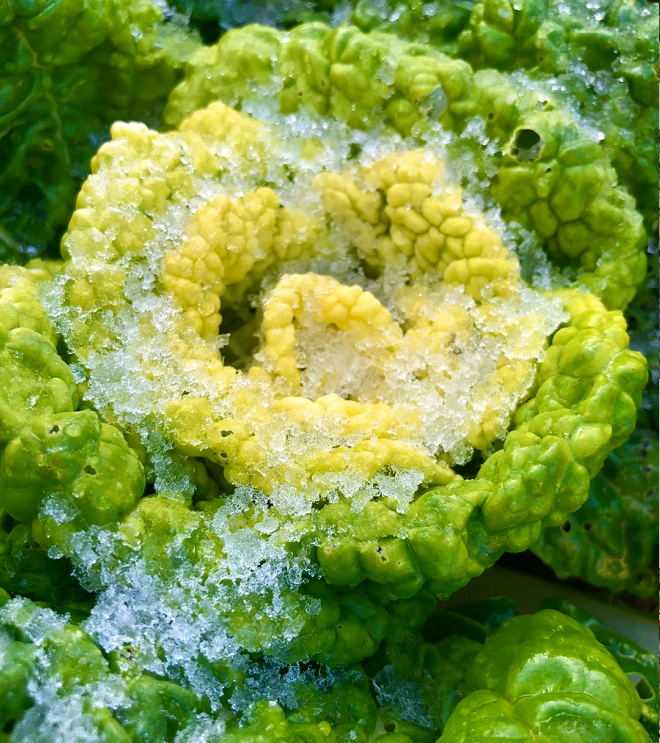 Nasiona Brassica Narinosa (WuTat Choy)