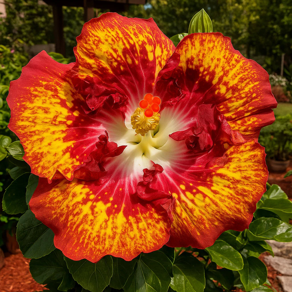🔥 GORĄCA WYPRZEDAŻ - 50% TANIEJ 🔥🌸 Nasiona podwójnego hibiskusa – łatwe w uprawie 🌸