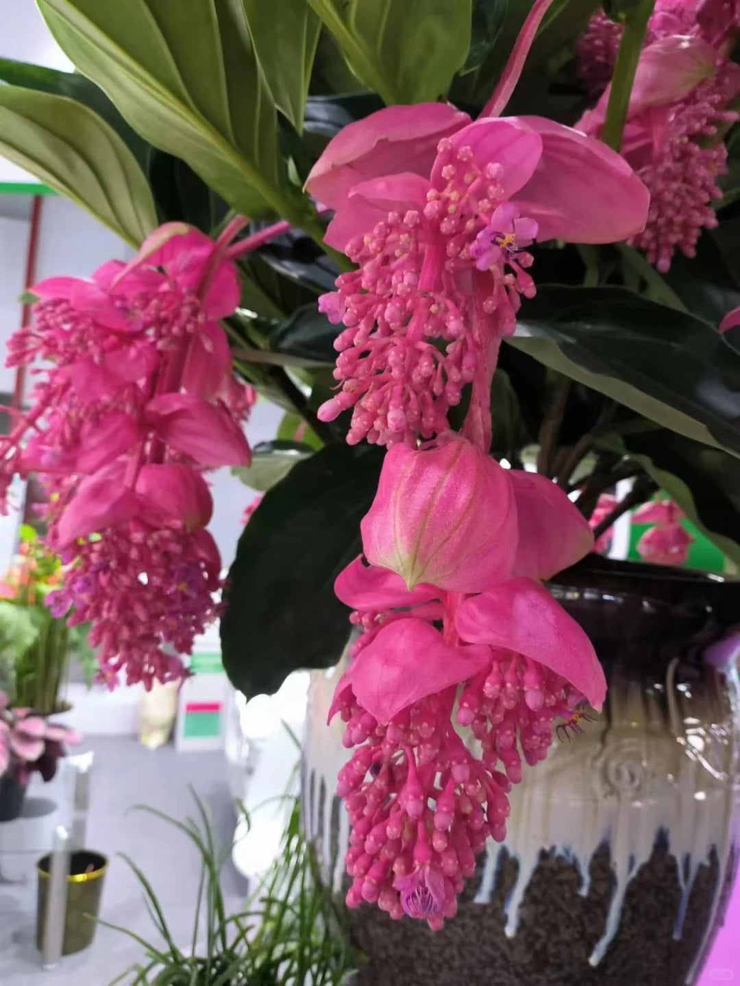 Nasiona winogron różanych – wyhoduj królową kwiatów w swoim ogrodzie