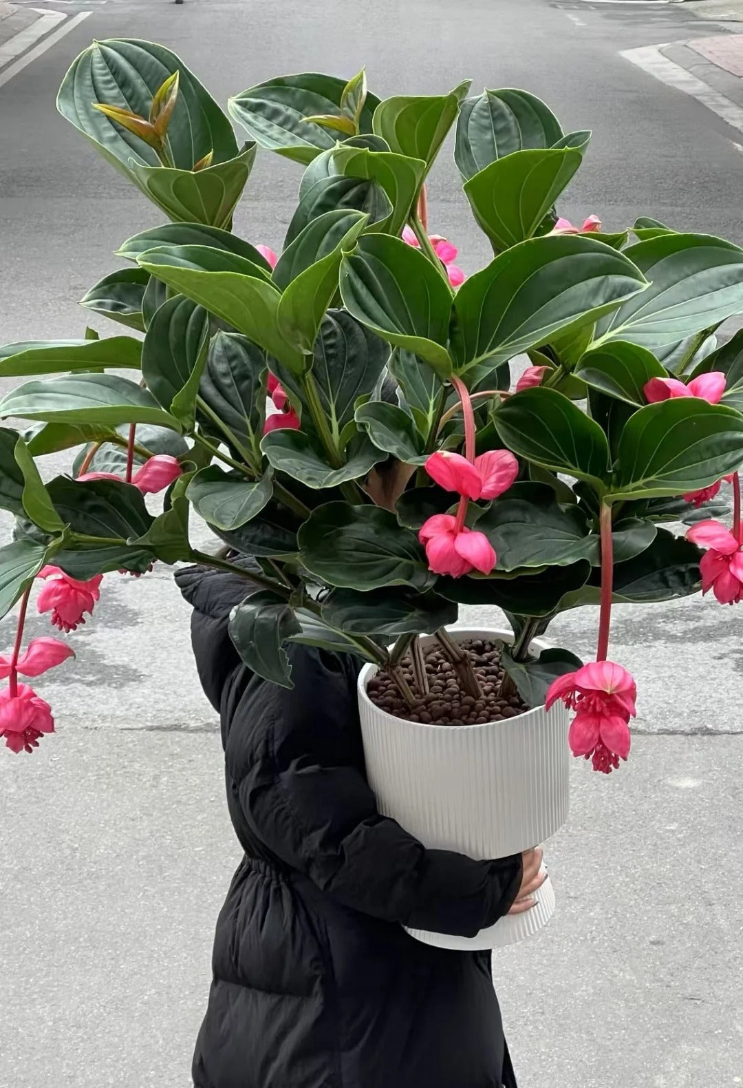 Nasiona winogron różanych – wyhoduj królową kwiatów w swoim ogrodzie