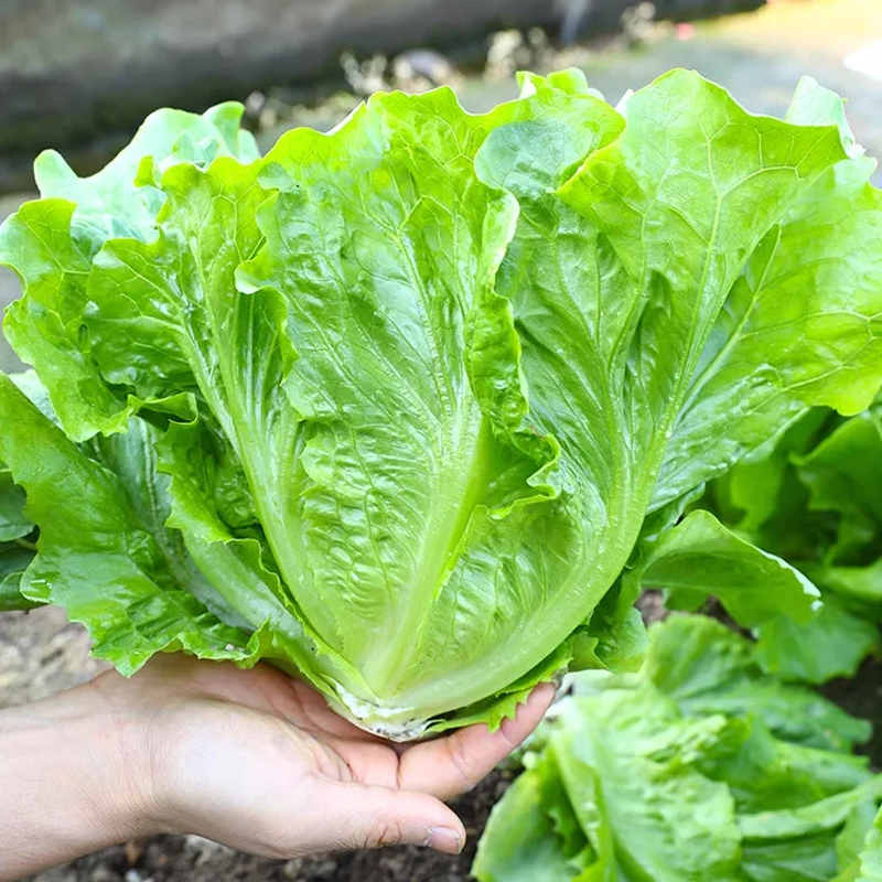 🌱 Wyhoduj własną włoską sałatę z nasion — chrupiącą, słodką i łatwą do zbioru