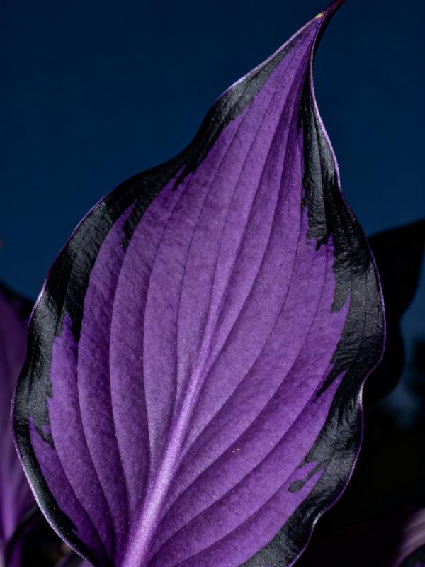 💥2025 Gorąca wyprzedaż 🌌Nasiona hosty Midnight Purple Heart, wieloletnia roślina cieniolubna do ogrodu