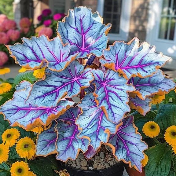 🌿 Kolorowe nasiona funkii – król cienia w ogrodzie! 🌿