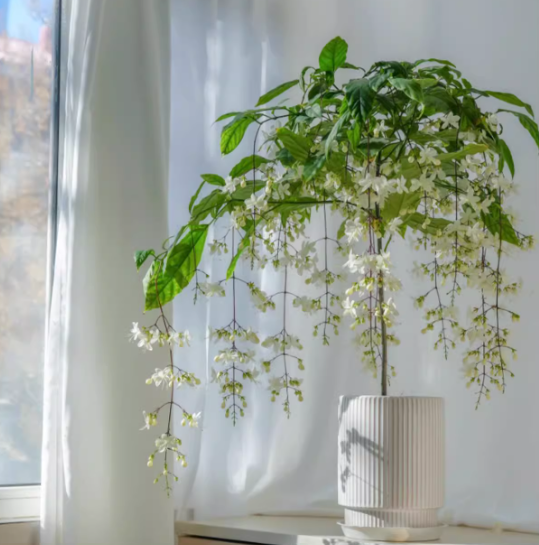 🌸Zimowy jaśmin wiszący – wymarzona roślina doniczkowa🌿❄️