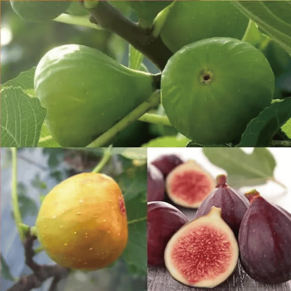 🏆Ponad 65 tys. SPRZEDANYCH!🌿Nasiona fig – łatwe do uprawy na tarasie i balkonie w domu
