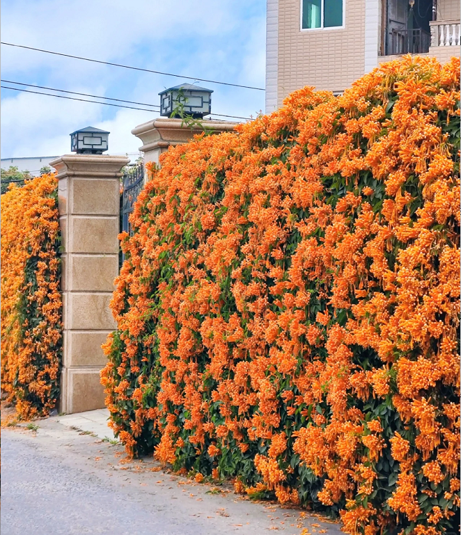 Nasiona kwiatów petardy