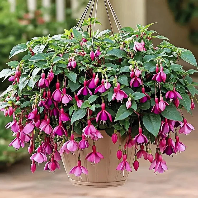 🌺Nasiona fuksji - Kwiat latarniowy