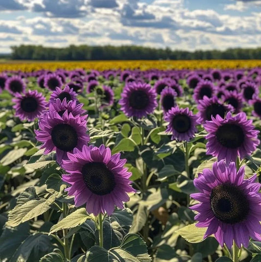 Ostatnie 8000 nasion💜 Nasiona słonecznika Midnight Sun Giant 🌻 Rzadka odmiana, która osiąga wysokość ponad 2,4 m