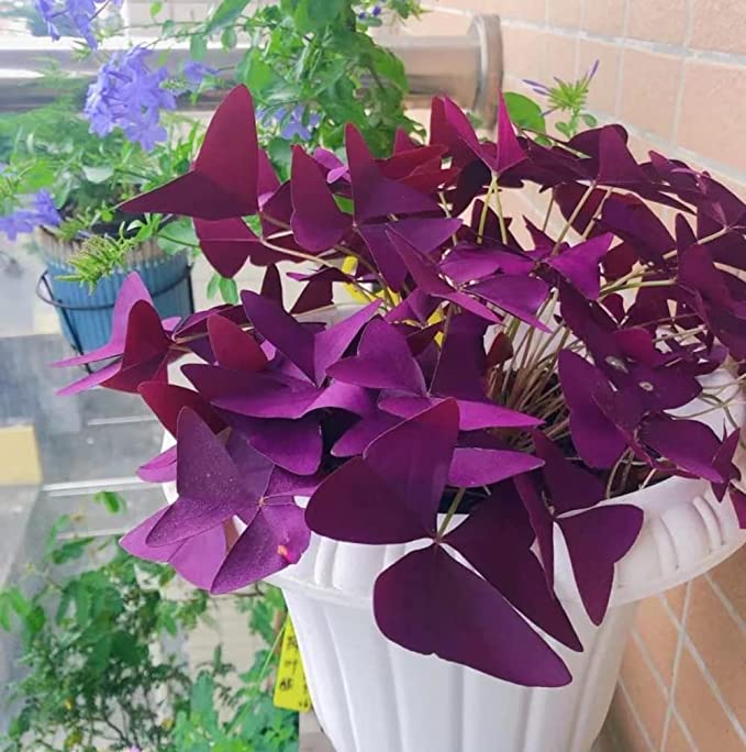 💜Cebule szczawika Purple Luck