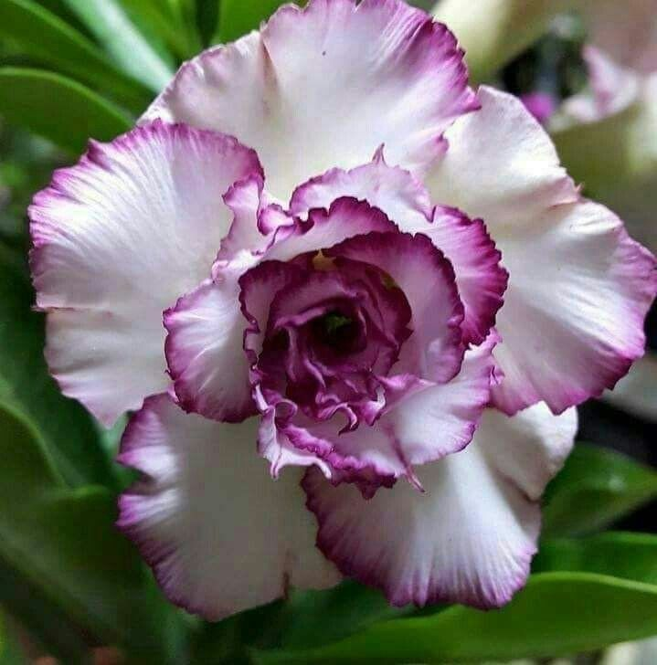 🔥Wyhoduj Królową Pustyni – teraz w obniżonej cenie!🎁 😍Uwielbia kwitnąć, długi okres kwitnienia 🌵 Róża Pustyni