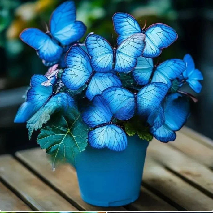 Nasiona kwiatów Moonlight Butterfly