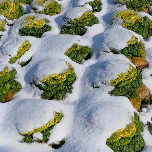 Nasiona Brassica Narinosa (WuTat Choy)