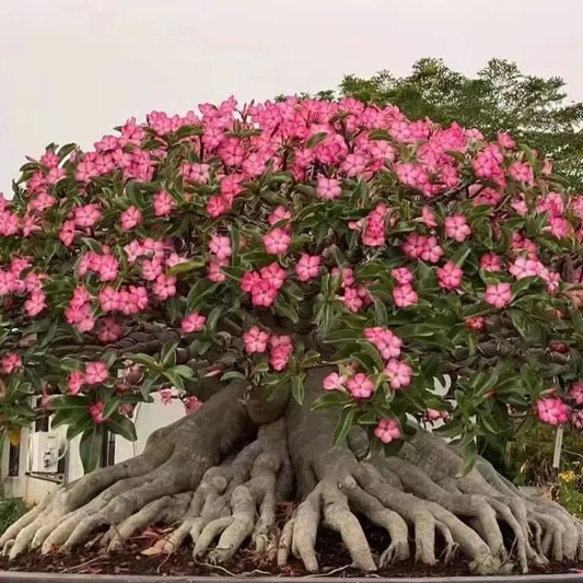 🔥Wyhoduj Królową Pustyni – teraz w obniżonej cenie!🎁 😍Uwielbia kwitnąć, długi okres kwitnienia 🌵 Róża Pustyni