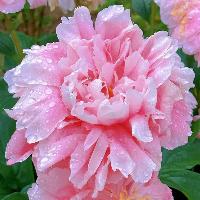 🔥OSTATNI DZIEŃ 45% ZNIŻKI🌺KRÓLOWA KWIATÓW — PODWÓJNE PIANI