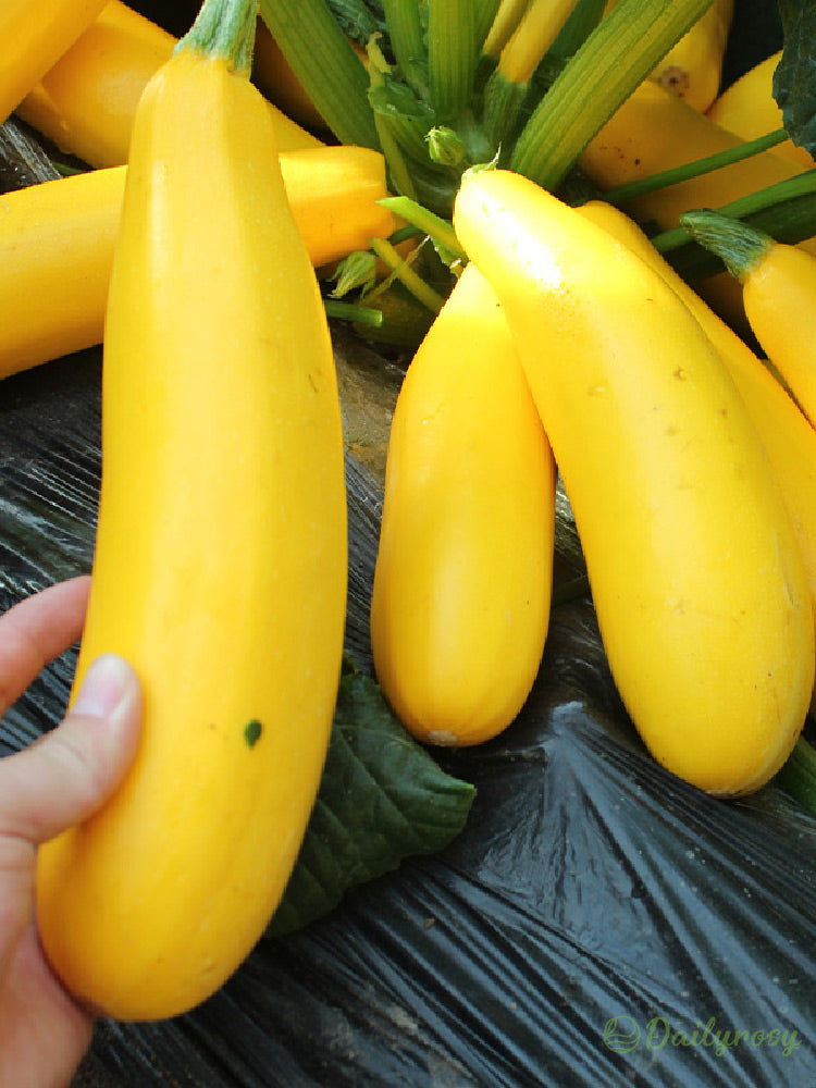 Bananowa cukinia - Złota cukinia🌿Można uprawiać przez cały rok