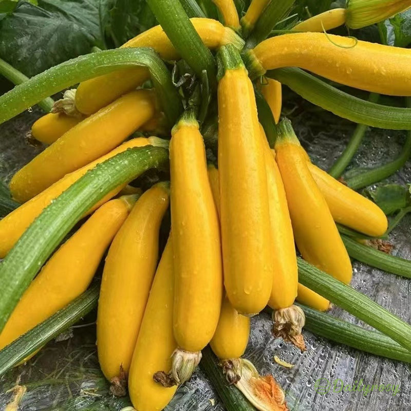 Bananowa cukinia - Złota cukinia🌿Można uprawiać przez cały rok
