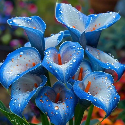 🌷Tajemnicza lilia Aurora Calla